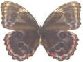 Morpho achillaena violaceus abberent(verso) male (Internet Image property of respective owner, non-commercial use only)